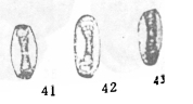 Eolasiodiscus nanus Lin, 1985 Eolasiodiscus nanus Lin, 1985
