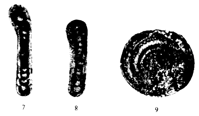 Eolasiodiscus modificatus Potievskaya, 1962