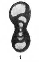 Endothyra evoluta Lebedeva, 1954