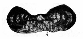 Ammodiscus horridus Lipina, 1949