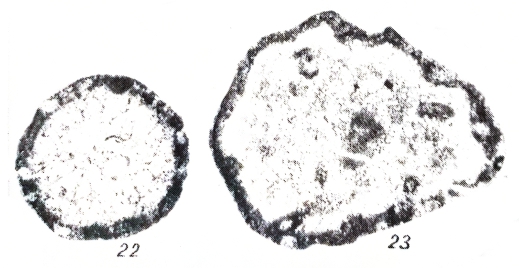 Vulgarella grandis Mikhno in Mikhno & Balakin, 1975 Vulgarella grandis Mikhno in Mikhno & Balakin, 1975