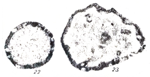 Vulgarella grandis Mikhno in Mikhno & Balakin, 1975