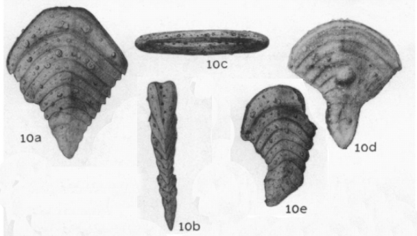 Semitextularia thomasi Miller & Carmer, 1933 Semitextularia thomasi Miller & Carmer, 1933