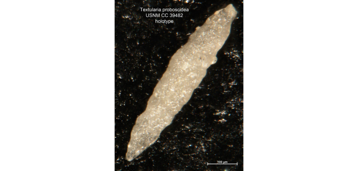 Textularia proboscidea Cushman & Stainbrook, 1943 Textularia proboscidea Cushman & Stainbrook, 1943