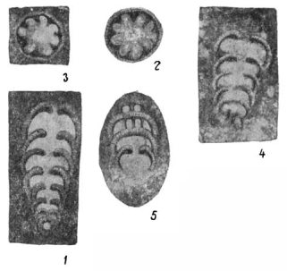 Multiseptida corallina Bykova, 1952 Multiseptida corallina Bykova, 1952