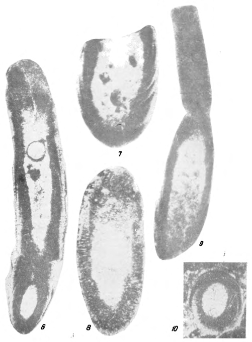 Magnitella porosa Malakhova, 1975 Magnitella porosa Malakhova, 1975
