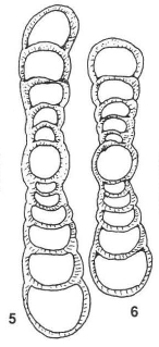 Xingshandiscus jianyangensis Zheng, 1986