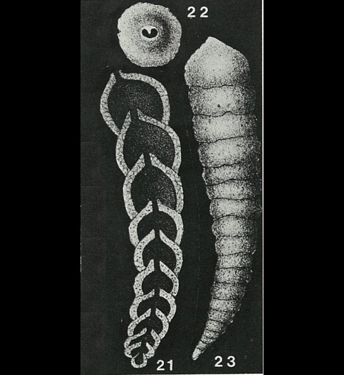 Clavulina procera Goës, 1889 Clavulina procera Goës, 1889
