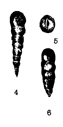 Reophax mariae Acosta, 1940 Reophax mariae Acosta, 1940
