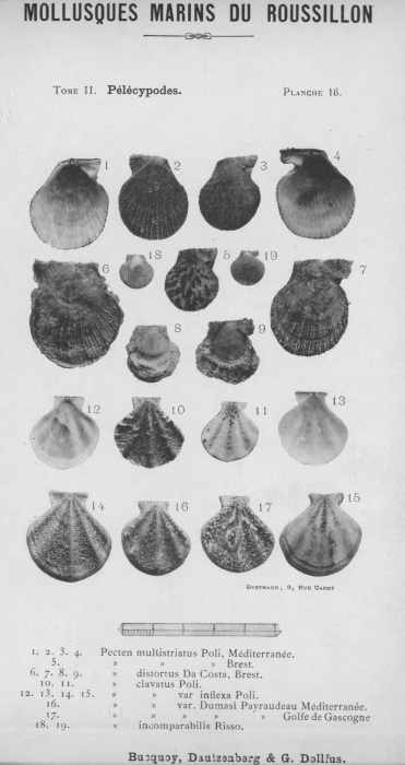 Bucquoy et al. (1887-1898, pl. 16)