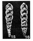 Alfredosilvestris levinsoni Andersen, 1961