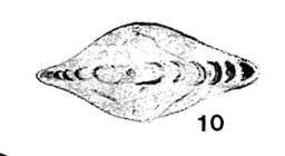 Pachyphloia gefoensis (A. D. Miklukho-Maklay, 1953)