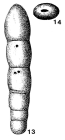Lingulina nodosaria Reuss, 1863