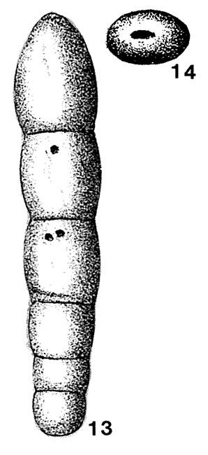 Lingulina nodosaria Reuss, 1863 Lingulina nodosaria Reuss, 1863