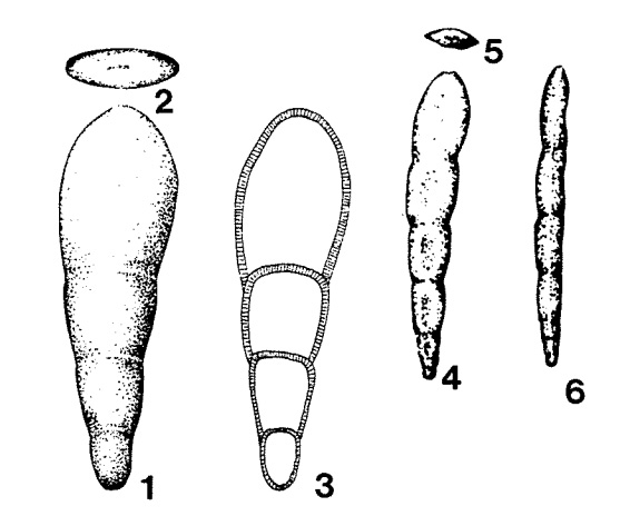 Frondinodosaria pyrula Sellier de Civrieux & Dessauvagie, 1965 Frondinodosaria pyrula Sellier de Civrieux & Dessauvagie, 1965