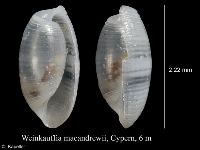 Weinkauffia macandrewii