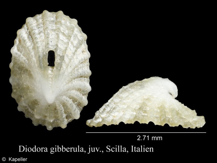 Diodora gibberula Diodora gibberula