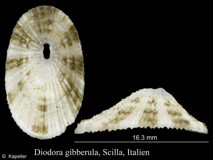 Diodora gibberula Diodora gibberula
