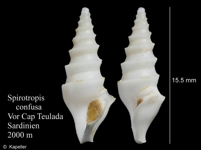 Spirotropis confusa