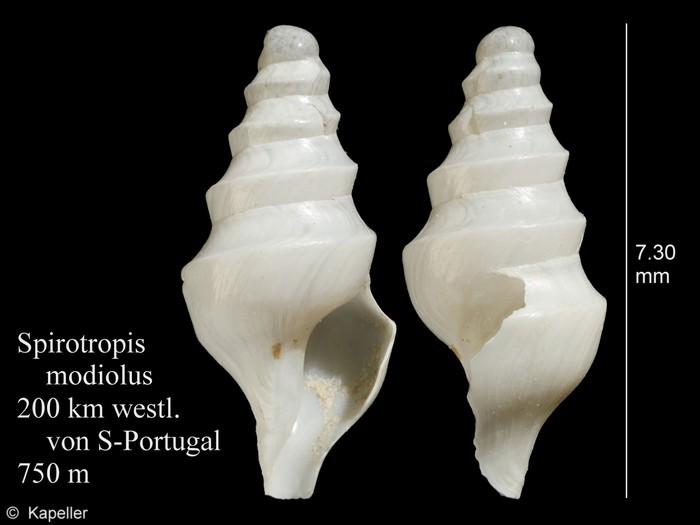 Spirotropis modiolus Spirotropis modiolus