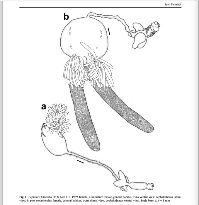 Lophoura tetraloba