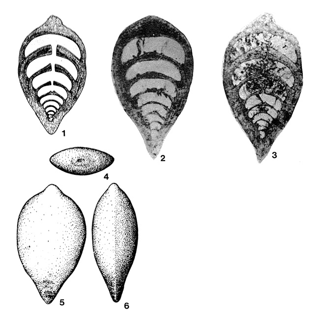 Cryptoseptida anatoliensis Sellier de Civrieux & Dessauvagie, 1965 Cryptoseptida anatoliensis Sellier de Civrieux & Dessauvagie, 1965