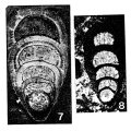 Chromista - Foraminifera (foraminifers)