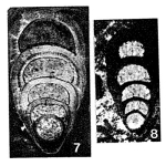 Chromista - Foraminifera (foraminifers)