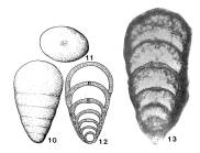 Pseudolangella fragilis Sellier de Civrieux & Dessauvagie, 1965