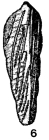 Dentalinella cuneata Wedekind, 1937