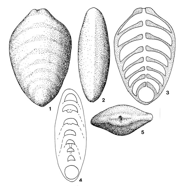 Pachyphloides oberhauseri Sellier de Civrieux & Dessauvagie, 1965