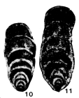 Nodoinvolutaria hunanica Lin, 1978