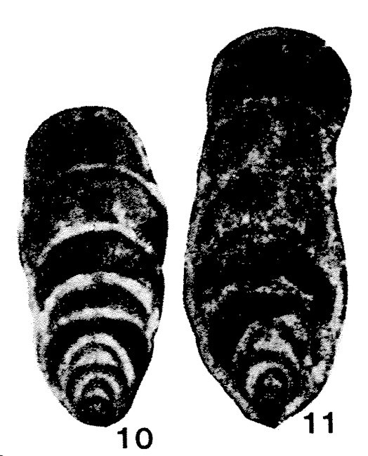 Nodoinvolutaria hunanica Lin, 1978 Nodoinvolutaria hunanica Lin, 1978