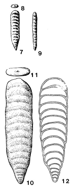 Tauridia pamphyliensis Sellier de Civrieux & Dessauvagie, 1965 Tauridia pamphyliensis Sellier de Civrieux & Dessauvagie, 1965