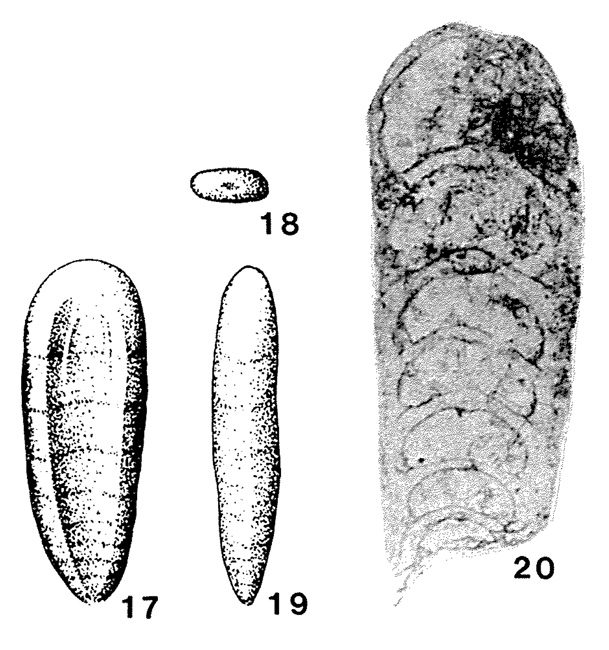 Geinitzinita oberhauseri Sellier de Civrieux & Dessauvagie, 1965