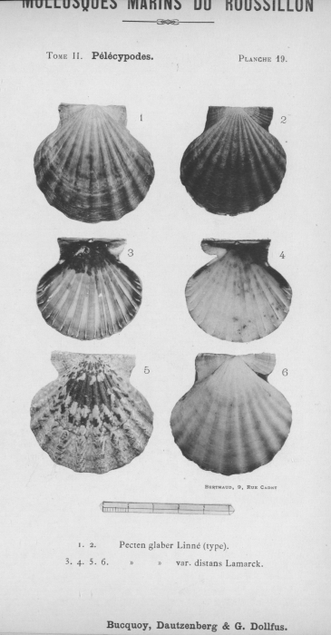Bucquoy et al. (1887-1898, pl. 19) Bucquoy et al. (1887-1898, pl. 19)