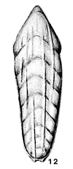 Ichthyolaria bicostata (d'Orbigny, 1850)