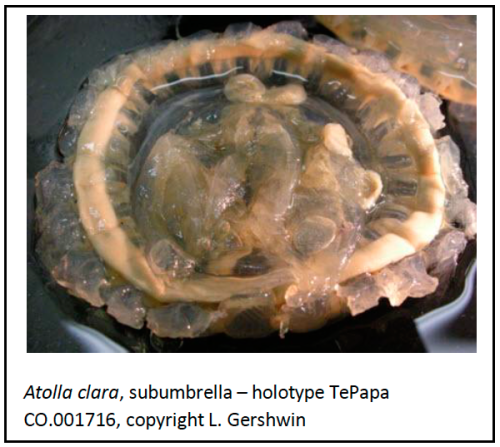 Medusa of Atola clara subumbrellar view (holotype)