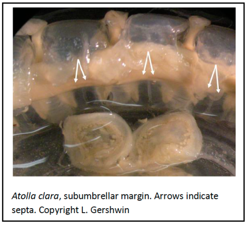 Medusa of Atola clara detail of radial septa in subumbrellar view (holotype)