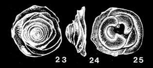 Heteropatellina frustratiformis McCulloch, 1977