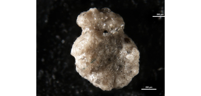 Ammobaculites goodlandensis Cushman & Alexander, 1930 Ammobaculites goodlandensis Cushman & Alexander, 1930