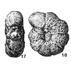 Haplophragmoides darwini Dain, 1961