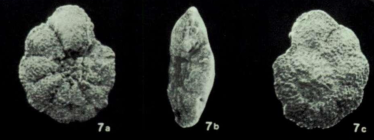 Pararotalia obourgensis Moorkens, 1982