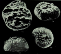 Chromista - Foraminifera (foraminifers)