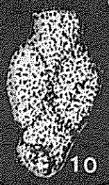 Reophacella compressa Kaptarenko-Chernousova, 1956 Reophacella compressa Kaptarenko-Chernousova, 1956