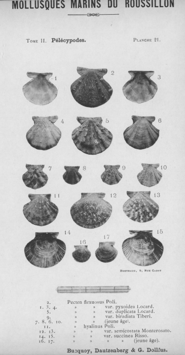 Bucquoy et al. (1887-1898, pl. 21)