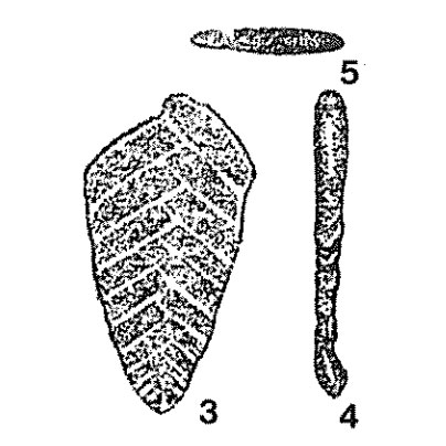 Gaudryinoides pressa Geodakchan, 1969