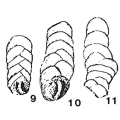 Chromista - Foraminifera (foraminifers)