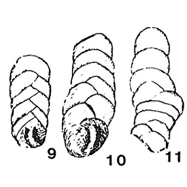 Spiroplecta (Proroporus) jaekeli Franke, 1925
