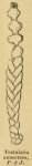 Textularia annectens Parker & Jones, 1863